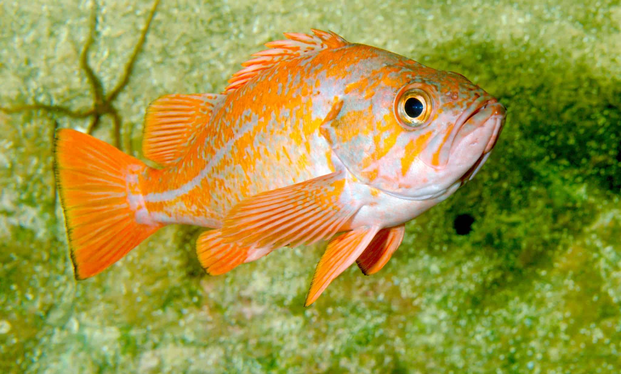 Rockfish 10 Surprising Facts about the Catch of the Day